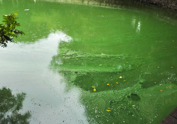 湖泊藍藻治理